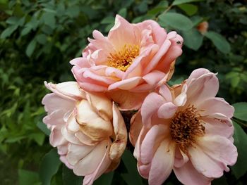 Close-up of pink rose flower