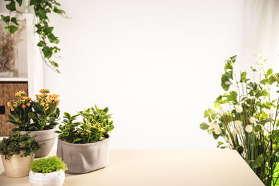 Potted plant on table at home