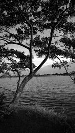 Silhouette trees on beach against sky