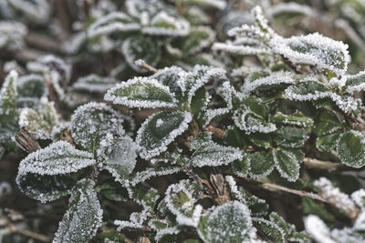 Close-up of frozen plant