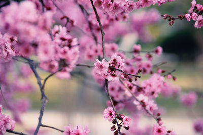 Close-up of pink cherry blossoms