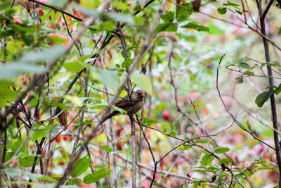 Close-up of insect perching on branch