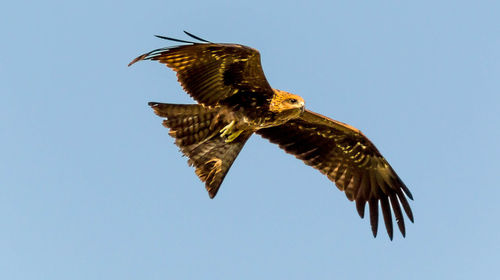 Flying indian kite