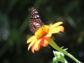 Close-up of butterfly pollinating on flower
