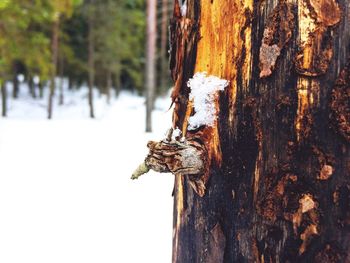 Close-up of snow on tree