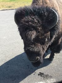 Close-up of cat on shadow