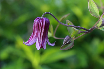 Close-up of purple flowering plant