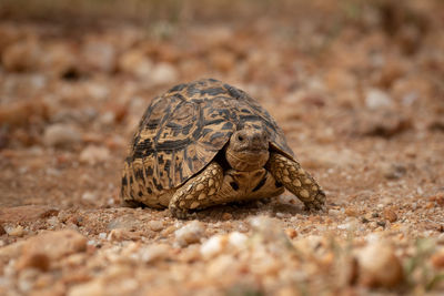 Close-up of tortoise on field