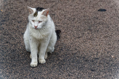 Homeless abandoned cat