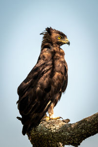 Long-crested eagle perches in profile on branch