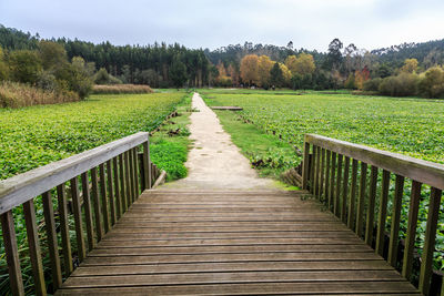 Footpath leading towards trees on field against sky