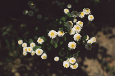 Close-up of flowering plant on field