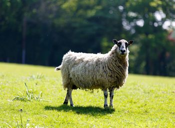 Portrait of sheep standing on field