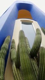 Close-up of cactus plant