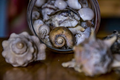 Close-up of seashell in jar