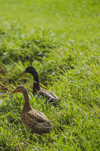 Duck on grassy field