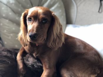 Close-up portrait of dog