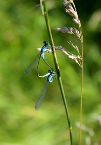 Close-up of damselfly on plant