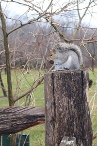 Bird perching on tree