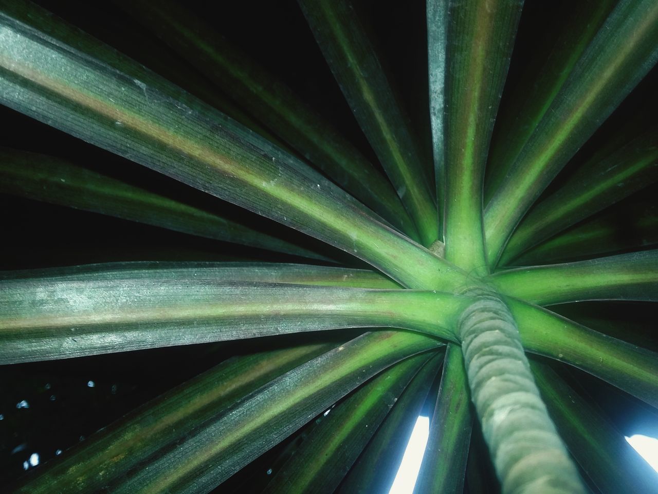 CLOSE-UP OF PLANT