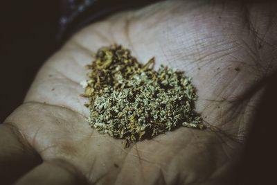 Cropped hand holding marijuana