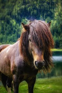 Portrait of horse standing on field