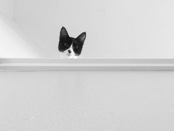 Tuxedo cat looking down, interior white house