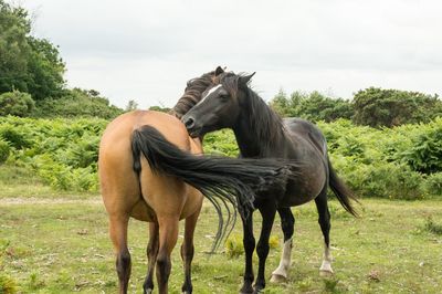 Horse standing in a field