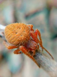 Close-up of caterpillar