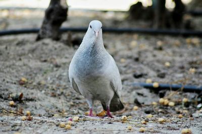 Close-up of seagull perching on sand at beach