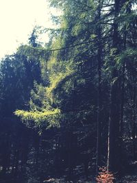 Low angle view of tree in forest