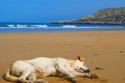 View of a dog relaxing on beach