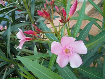 Close-up of pink flowers