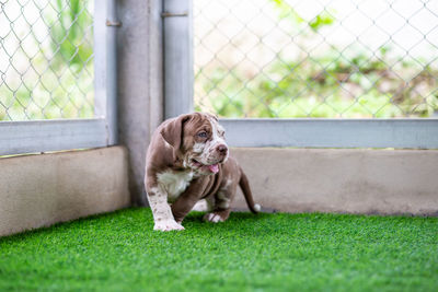 Dog sitting on grass by fence