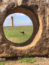 View of a horse in field