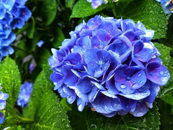 Close-up of purple blue flower