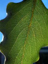 Close-up of green leaves