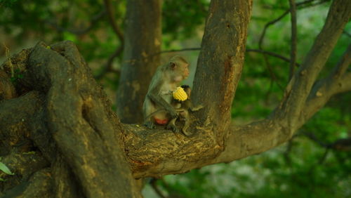 Close-up of a bird on tree