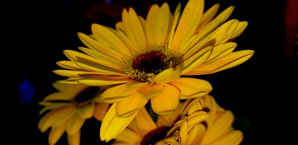 Close-up of yellow flower against black background