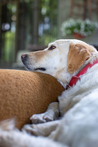 Sad dog looking away and waiting for owner