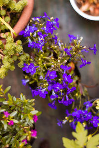 Close-up of purple flowering plants