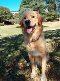 Close-up portrait of dog on grass