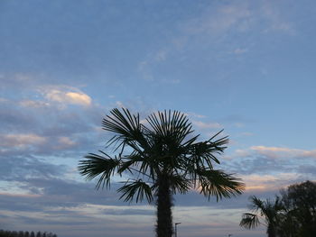 Low angle view of coconut palm tree against sky