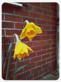 Close-up of flowers on wall