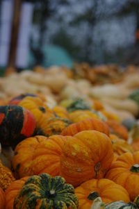 Close-up of pumpkins for sale in market