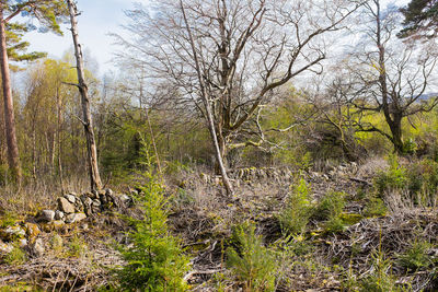 Trees in forest