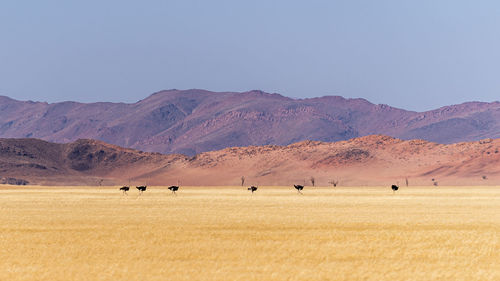 Herd of ostrich in the desert