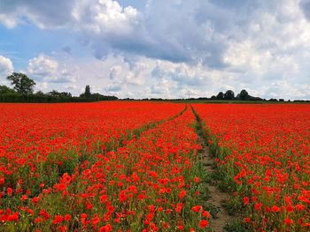 Red flowering plants on field against sky