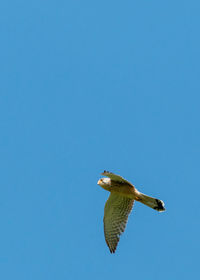 Low angle view of bird flying against clear blue sky