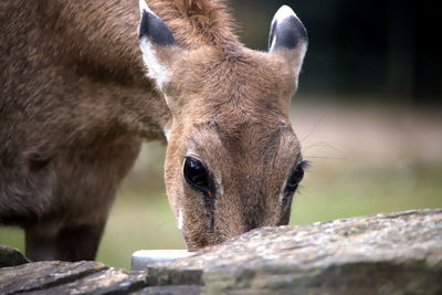 Close-up of a sheep
